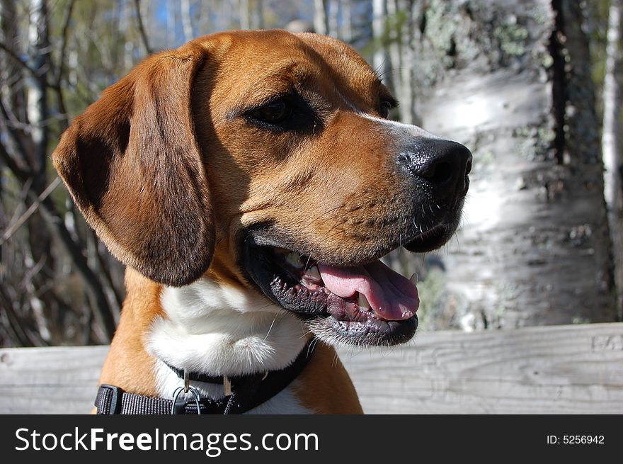 Boxer beagle dog resting on a hike