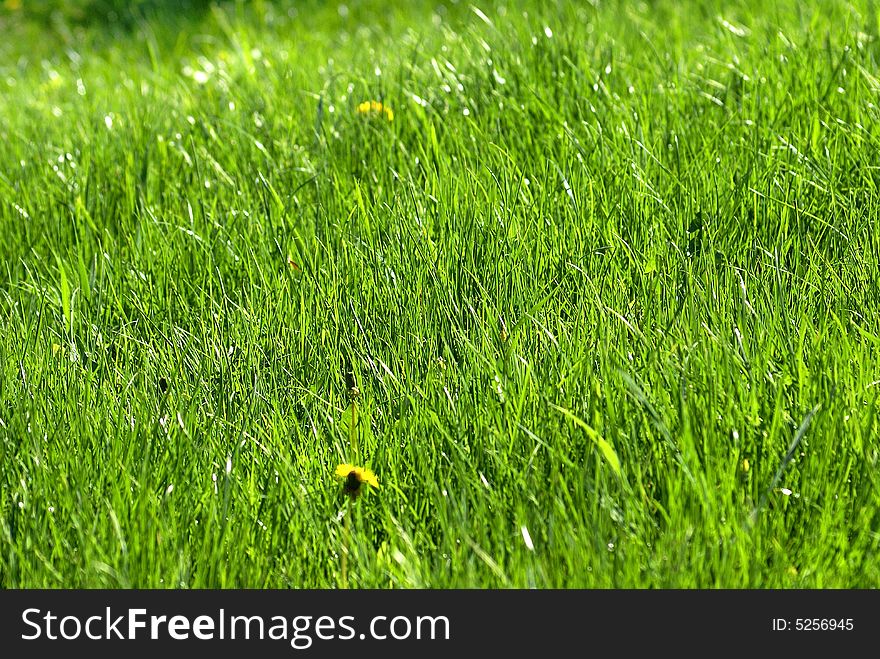 Nice green grass sunny spring day. Nice green grass sunny spring day