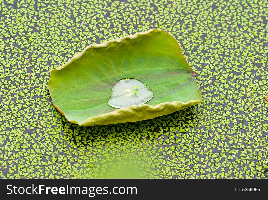 Lotus new curl leaf with many floating duckweed