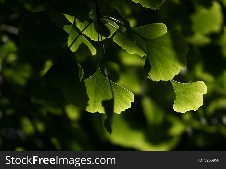 Close-up on ginkgo biloba tree leaves