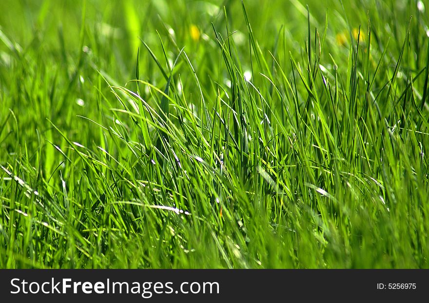 Nice green grass sunny spring day. Nice green grass sunny spring day