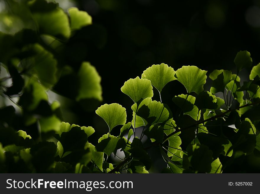 Close-up on ginkgo biloba tree leaves