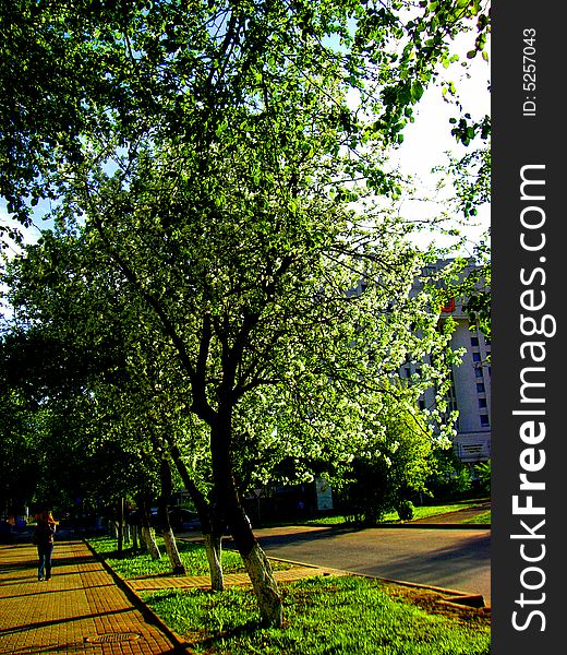 A yellow brick road and a blooming garden of apple trees. A yellow brick road and a blooming garden of apple trees...