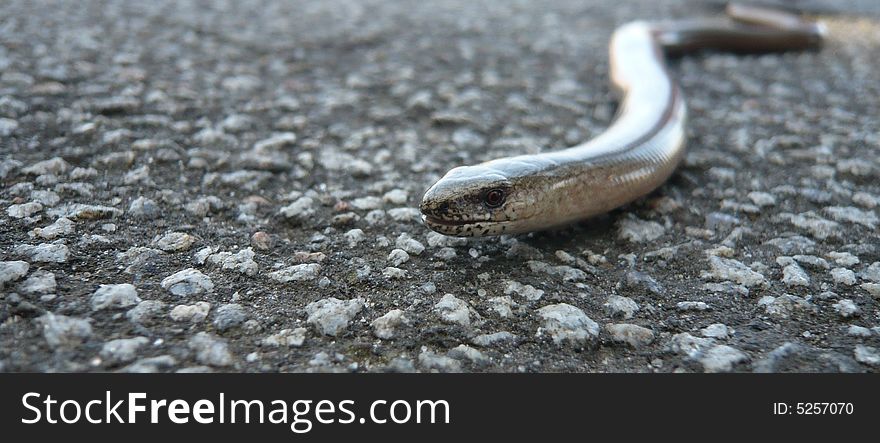 This steal worm (anguis fragilis) was crossing the the road on my way home from school.
The focus is held on the left eye to make it look more terrifying.