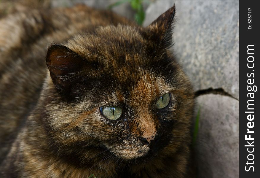 Calico Cat