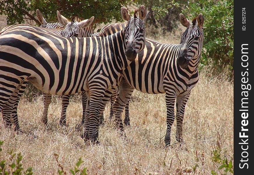 Kenya - Safari in the Tsavo National Park. Kenya - Safari in the Tsavo National Park