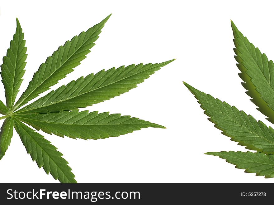 Marijuana (cannabis) on the white background. Marijuana (cannabis) on the white background