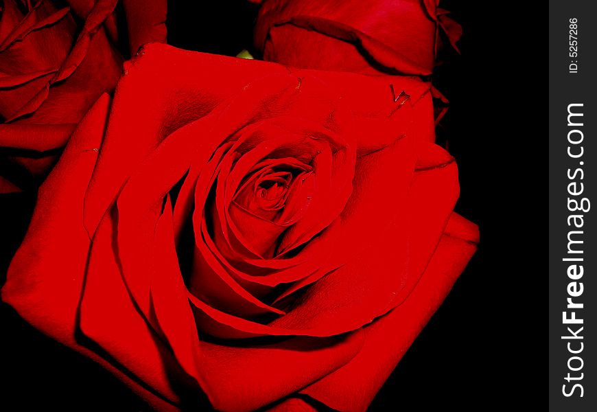 Red rose on a black background. Red rose on a black background