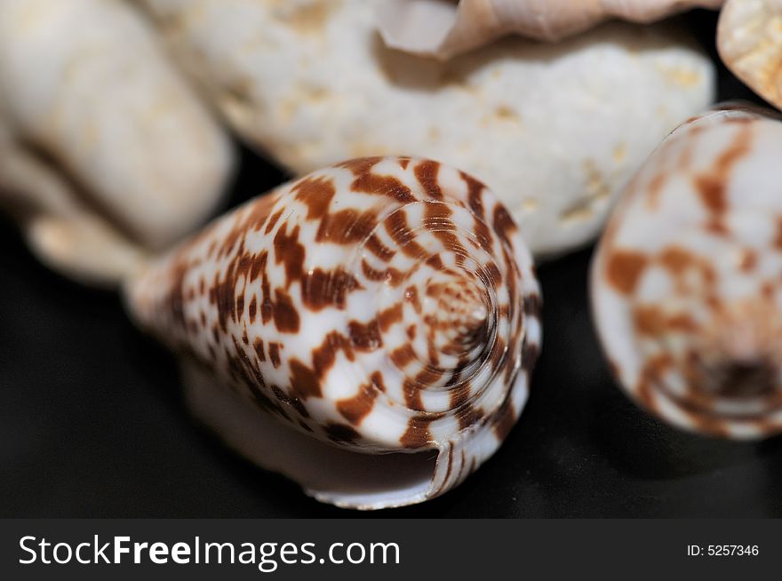 Home interior ornament with rocks and shells. Home interior ornament with rocks and shells
