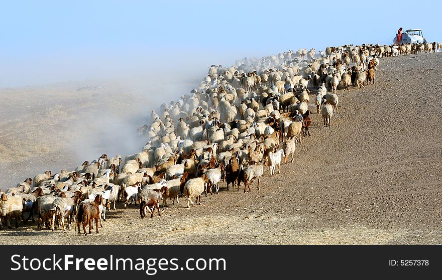 Herd of sheep grazing at the field