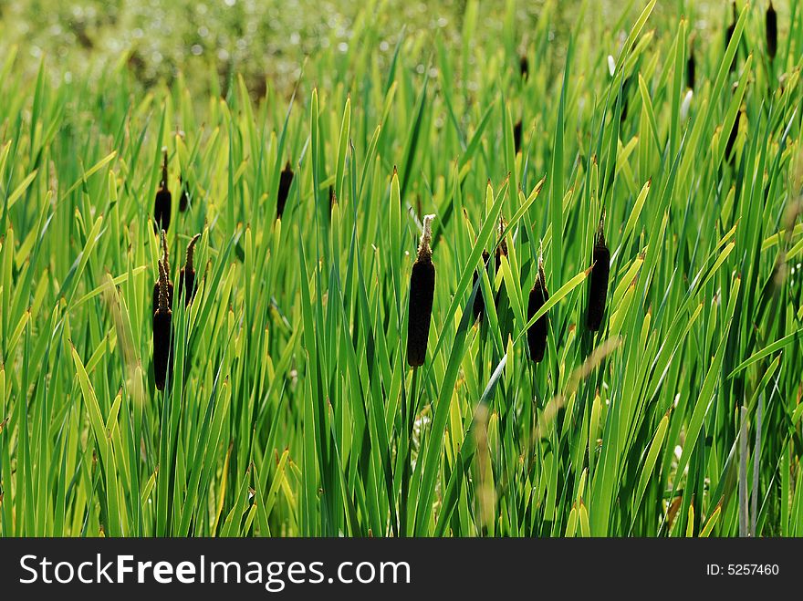 Green bulrush field in the summer