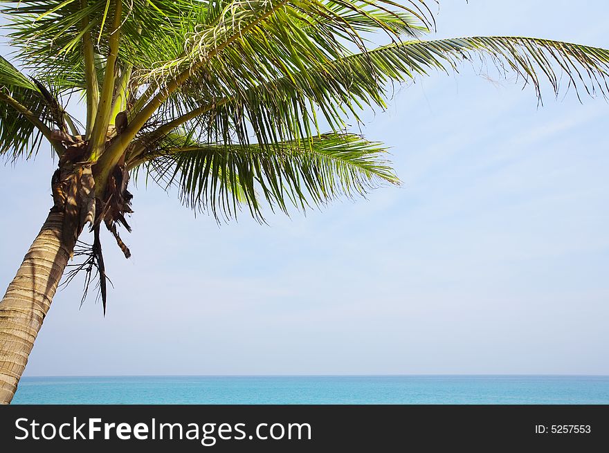 View of nice tropical empty sandy beach with some palm