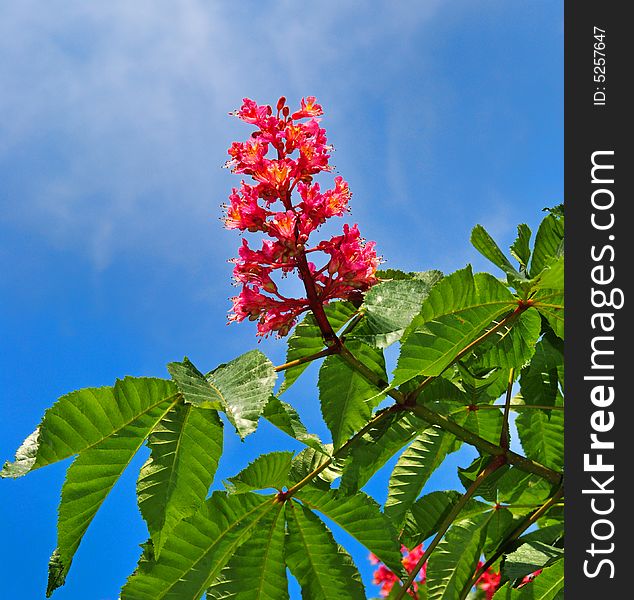 Fresh flower of chestnut. Chestnut tree on a background blue sky