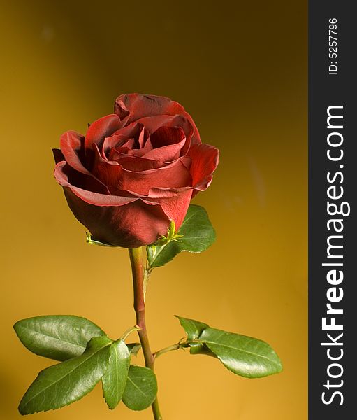 A red rose picture taken indoor witha yellow backround