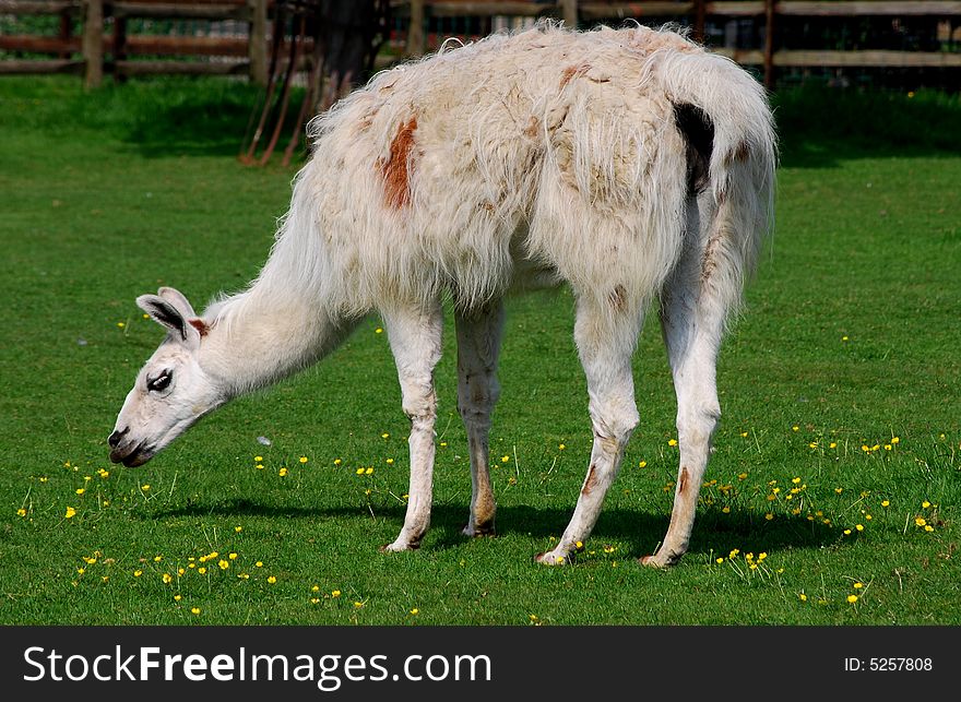 Shot of a white Llama grazing in a field