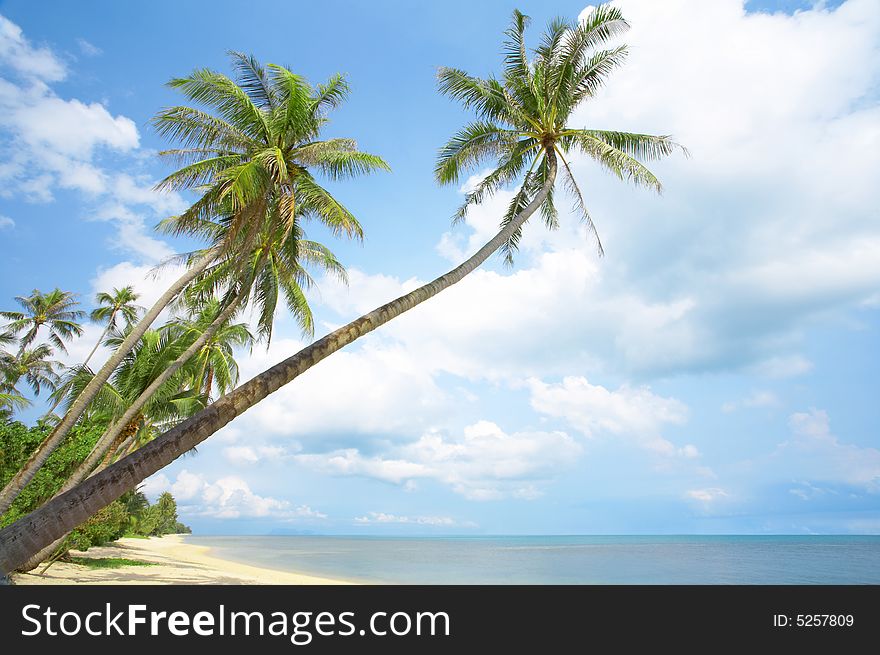 View of nice tropical empty sandy beach with some palm. View of nice tropical empty sandy beach with some palm