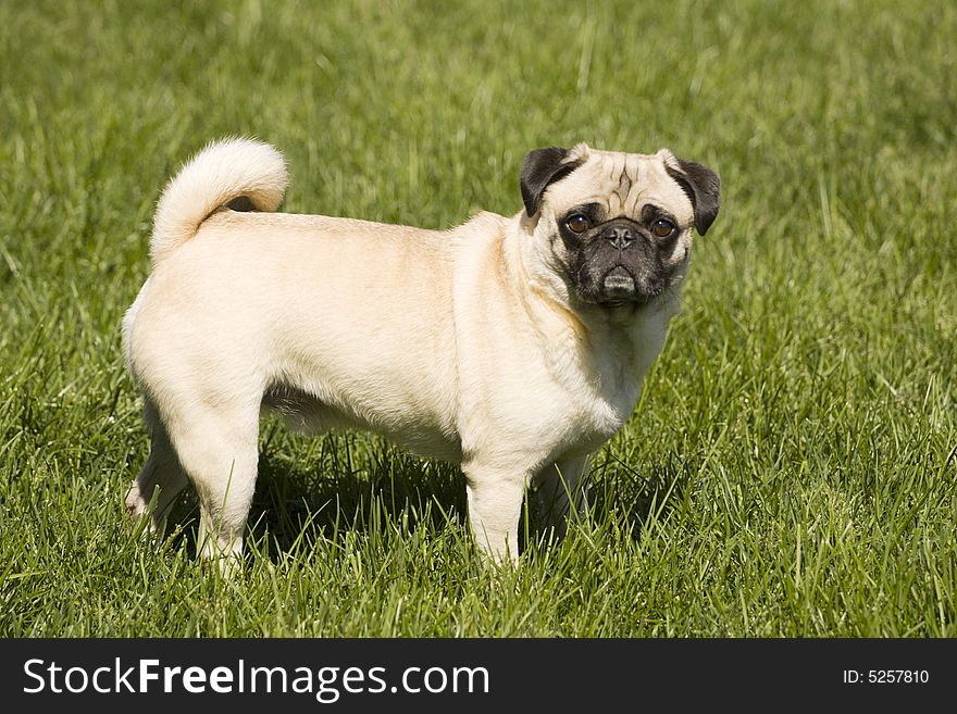 Pug dog in the green grass