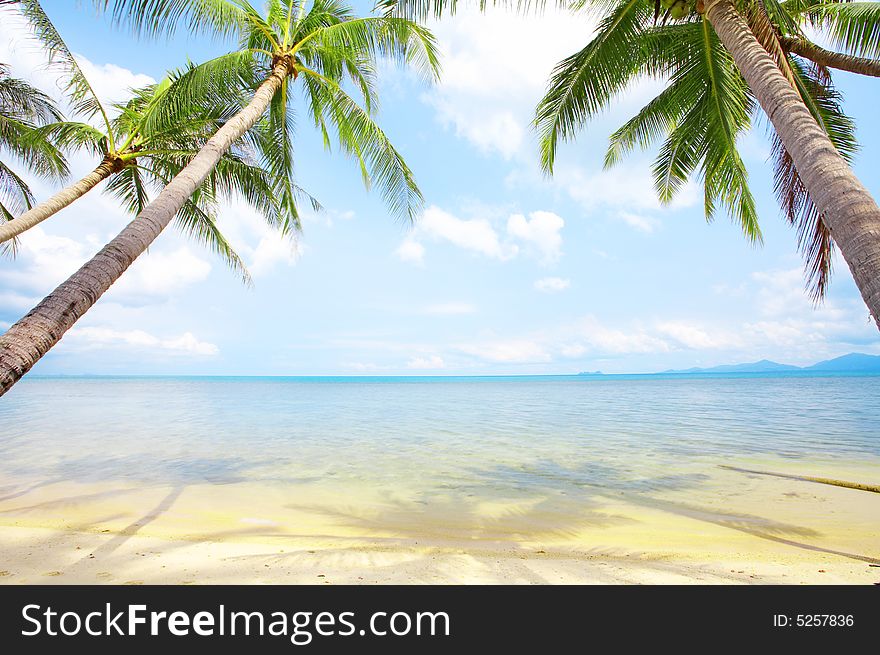 View of nice tropical empty sandy beach with some palm. View of nice tropical empty sandy beach with some palm