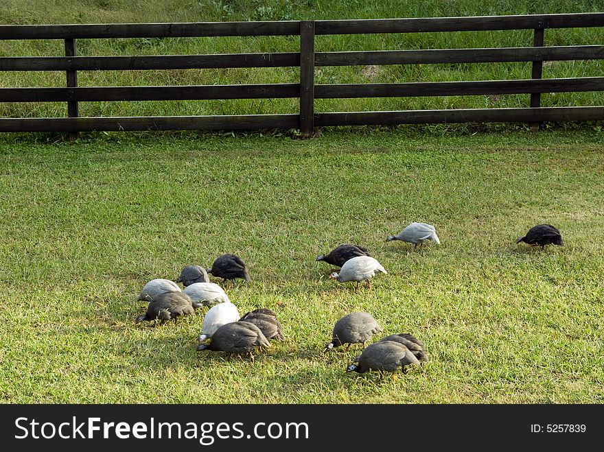 A group of guineas grazing in the field