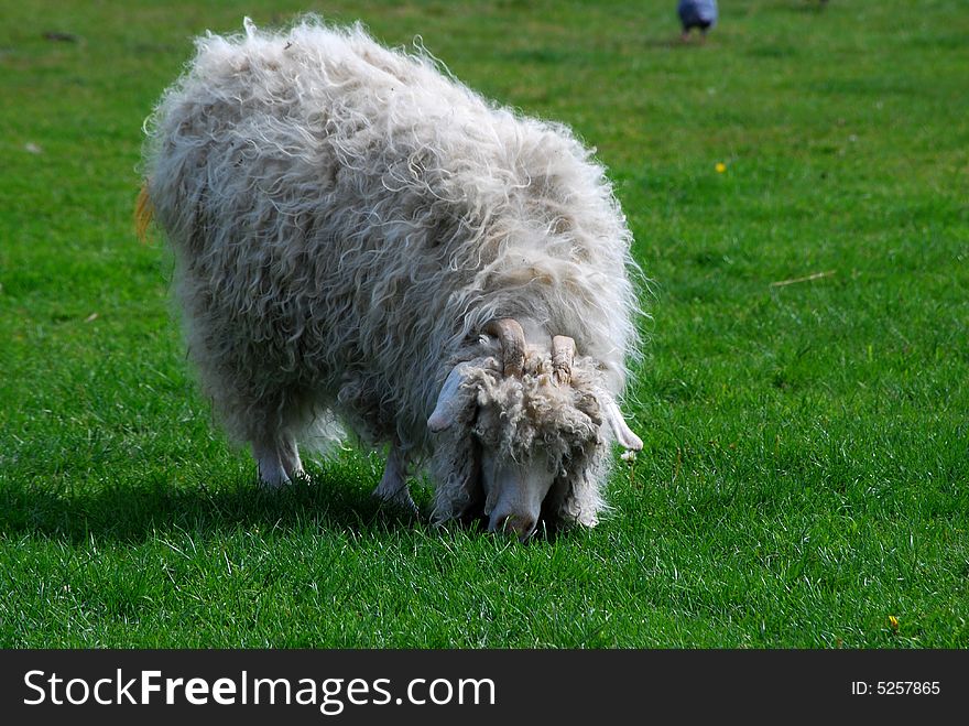 Shot of a sheep grazing in a field