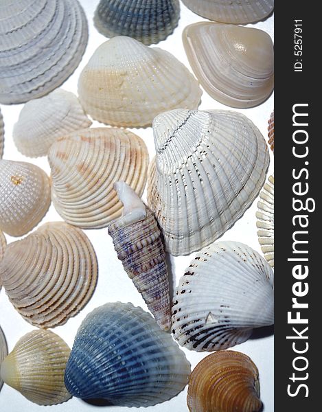 Seashells