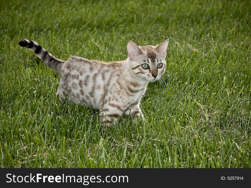 Cat prowling in the grass