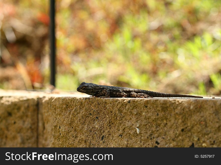 An up-close look at a bluebelly lizard on a wall.