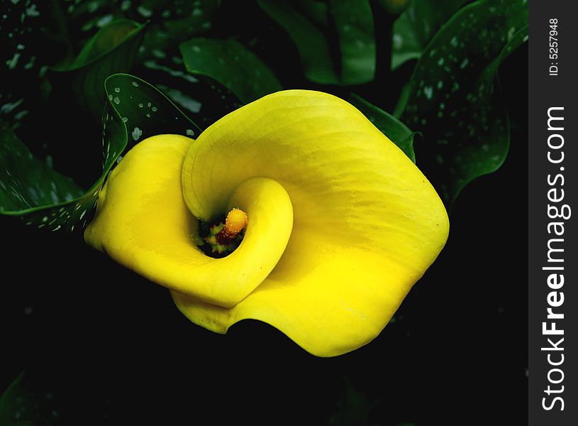 This magnificent yellow calla lily is the main attraction in any exotic garden. This magnificent yellow calla lily is the main attraction in any exotic garden.