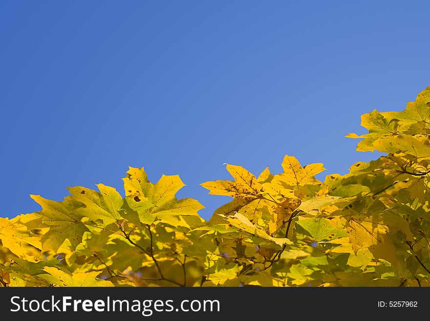 Yellow autumn foliage, view from below. Yellow autumn foliage, view from below