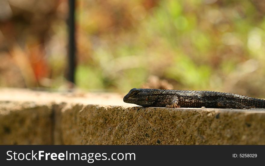 An up-close look at a bluebelly lizard on a wall.