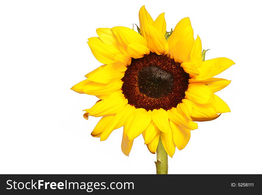 Isolated sunflower over white background.