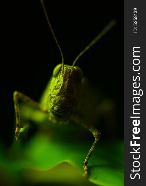 Macro of a grasshopper under green light. Focus is on the front of the head.