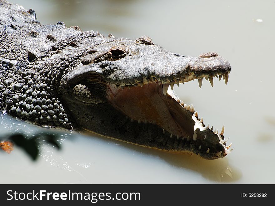 Close up of the crocodile in Belize. Close up of the crocodile in Belize.