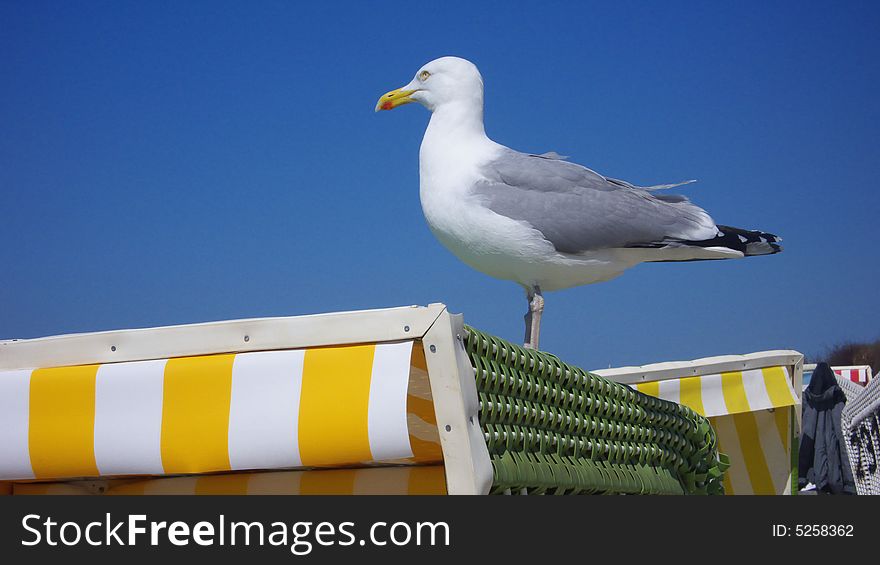 Huge seagull sitting on a beach chair