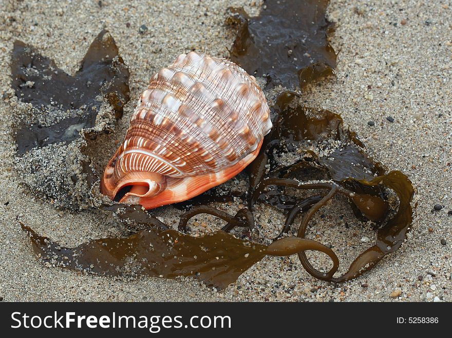 Orange & White seashell on wet sand surrounded by kelp. Orange & White seashell on wet sand surrounded by kelp