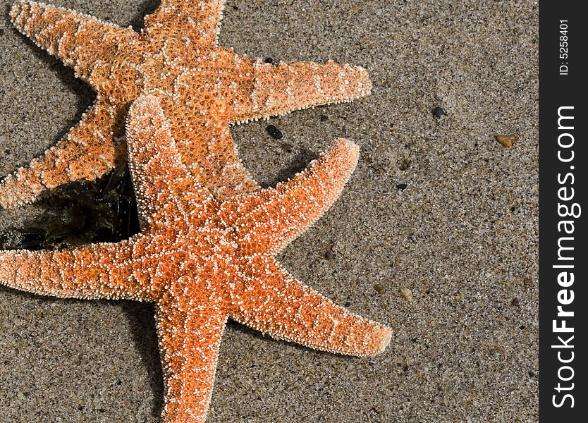 Two Red Starfish On Sand