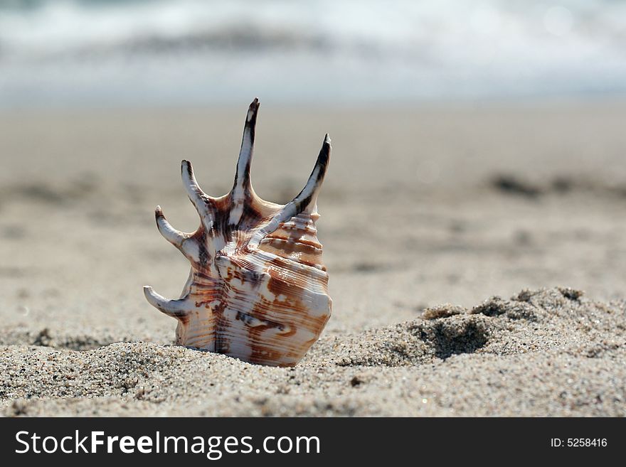 Carmel and white shell with long spines in sand with ocean in background. Carmel and white shell with long spines in sand with ocean in background