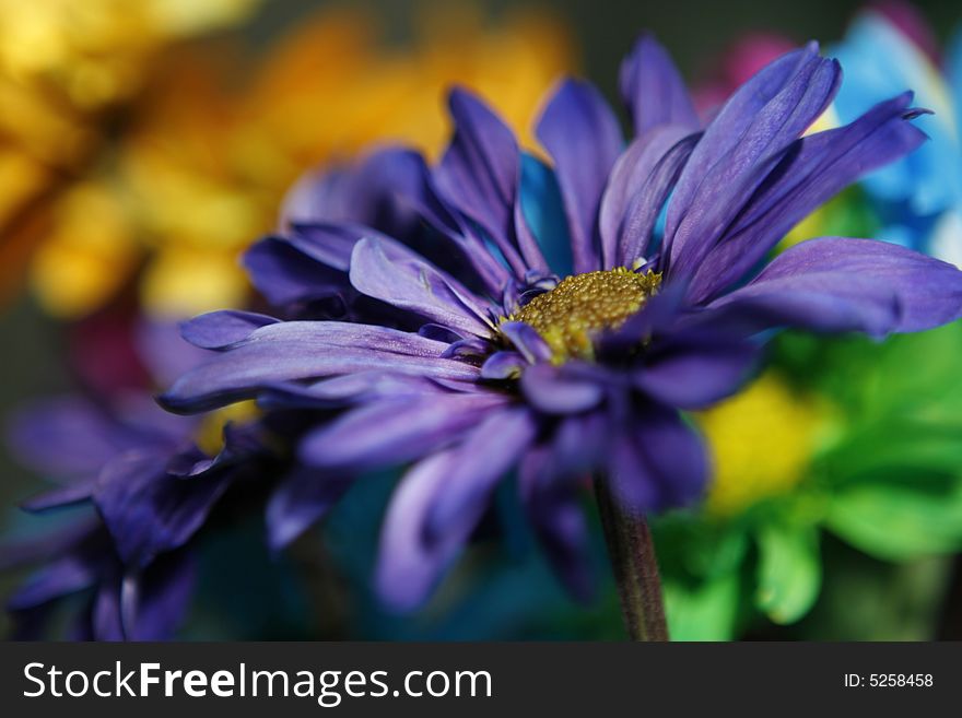 Close-up of a purple daisy.  Part of a colorful bouquet.  Shallow depth of field.  Vivid color saturation. Close-up of a purple daisy.  Part of a colorful bouquet.  Shallow depth of field.  Vivid color saturation.