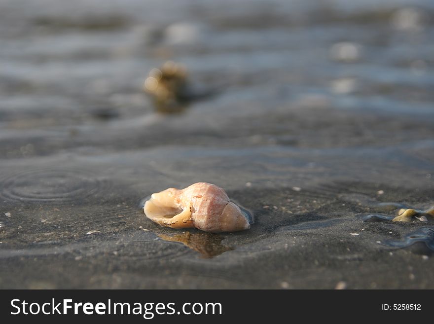 Shell In Water At Blackie Spit