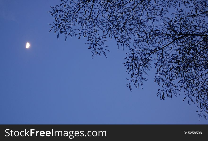 Moon And Tree
