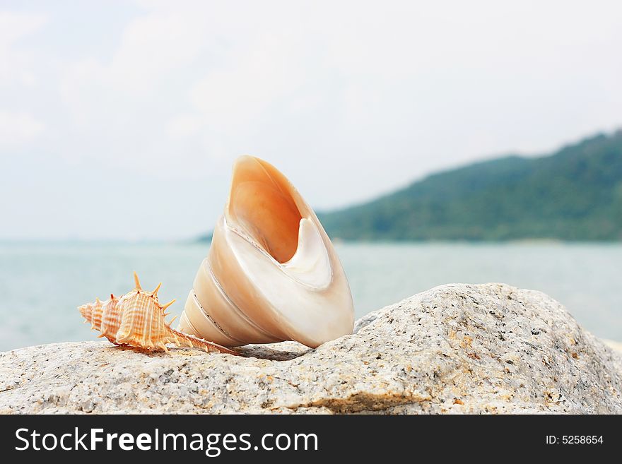 Thorn conch shell and spiral seashell on a rock. Thorn conch shell and spiral seashell on a rock.