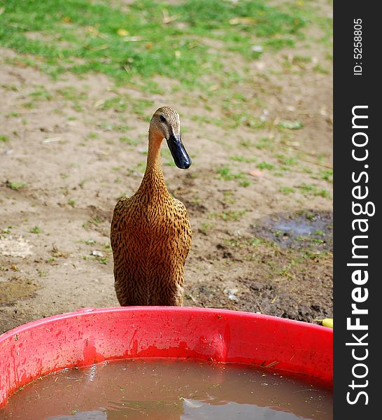Duck about to take a drink