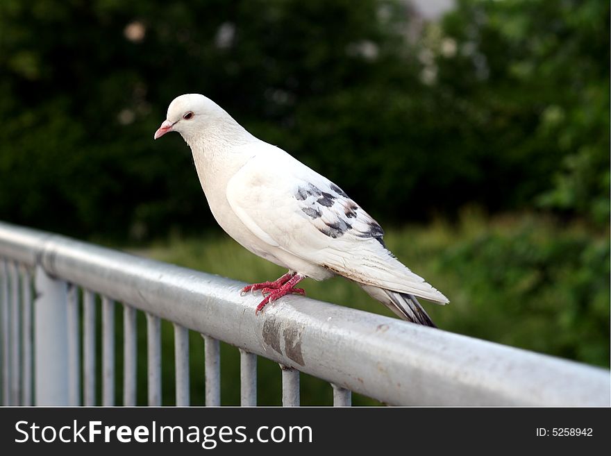 Pigeon on the bridge in the summer time