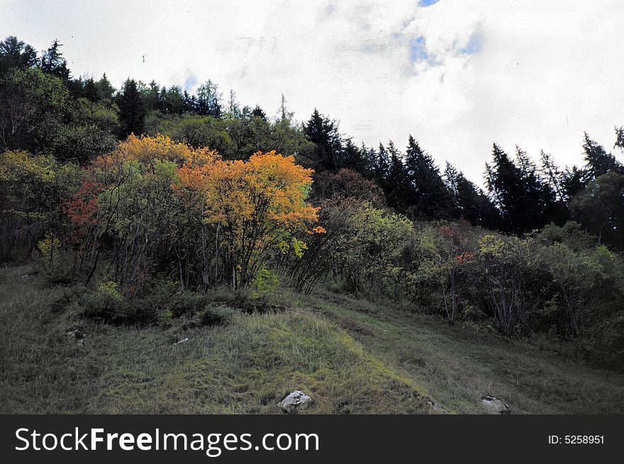 Hills.trees.
jiuzhai.
sichuan.china.