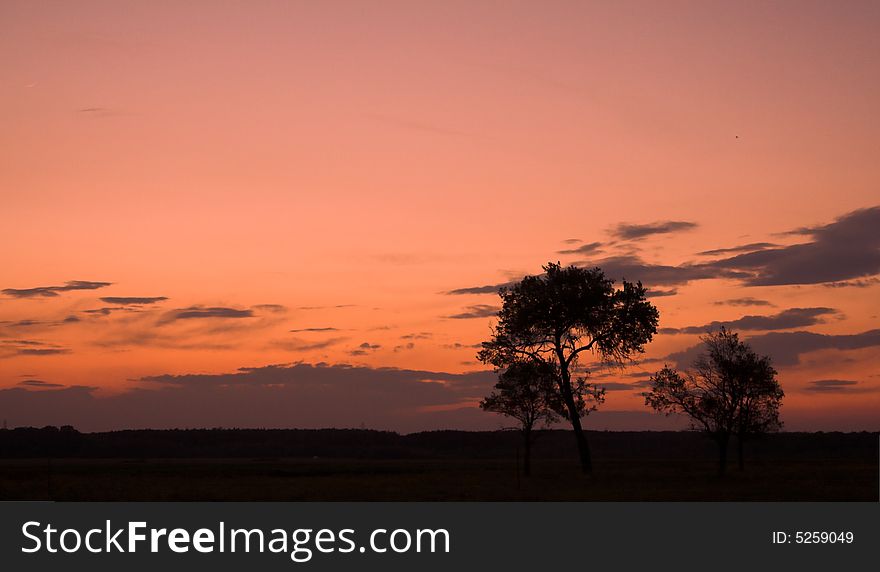 Beautiful summer sunset panorama with trees. Beautiful summer sunset panorama with trees