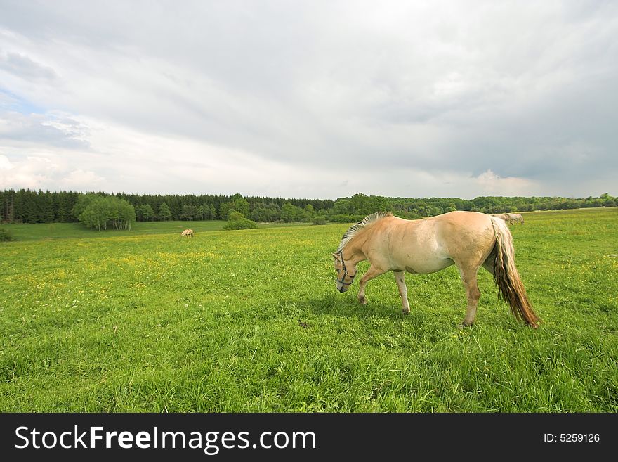 Horses On Field