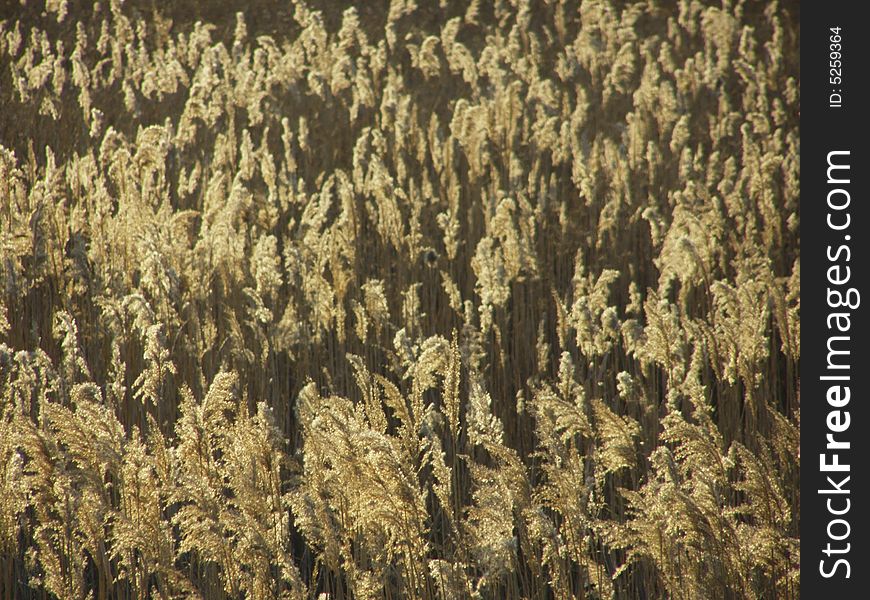 Reed field, shallow depth of field

*RAW format available