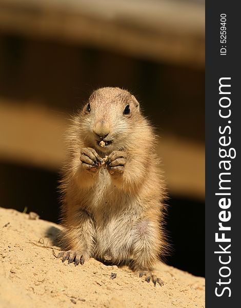 Cute Baby Prairie Dog Eating