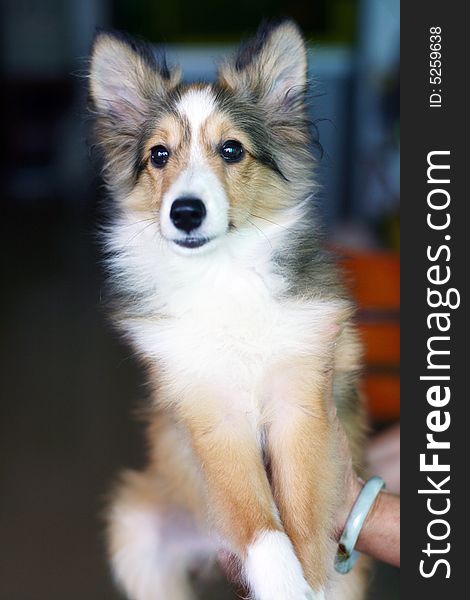 Shetland Sheepdog