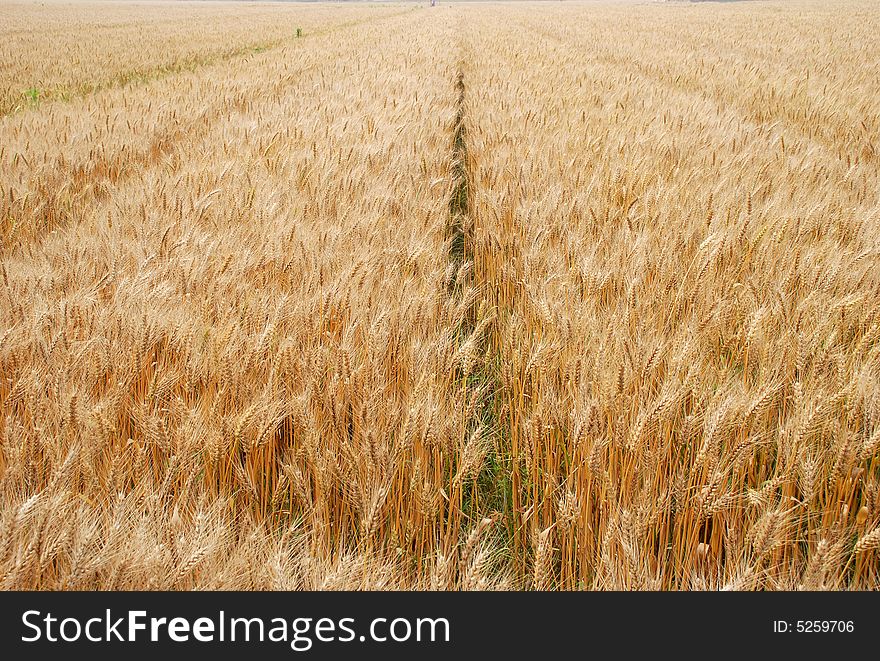 A field of wheat at a cloudy day. A field of wheat at a cloudy day